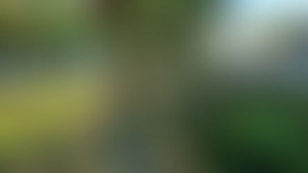 Poda preventiva e limpeza são realizadas na Avenida Francisco Mastropietro