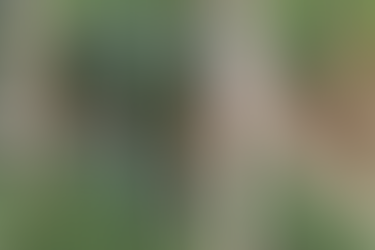 Moradores pedem limpeza e manutenção na Matinha do Bosque