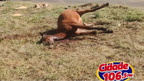 Égua morre após ataque de pit bulls no Residencial Trolli, em Matão