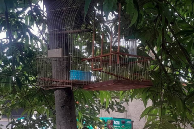 Guarda Civil Municipal e Fiscalização Ambiental atendem denúncia e resgatam ave silvestre