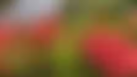 Equinócio de Primavera marca início da nova estação no Hemisfério Sul