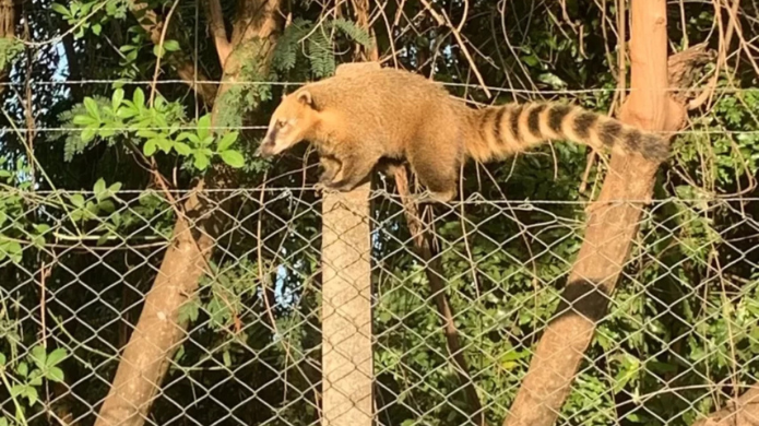 Quatis ‘invadem’ bairro em Matão (SP)