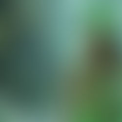 ÉMERAUDE : VIBRATION DU CŒUR, FRÉQUENCE DE VIE