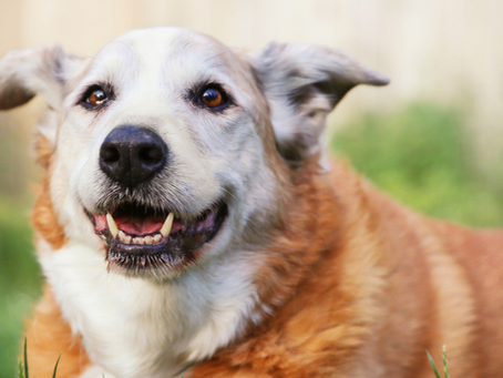 Helping Your Senior Dog Thrive While You’re Away: How to Set Your Dog Sitter Up for Success