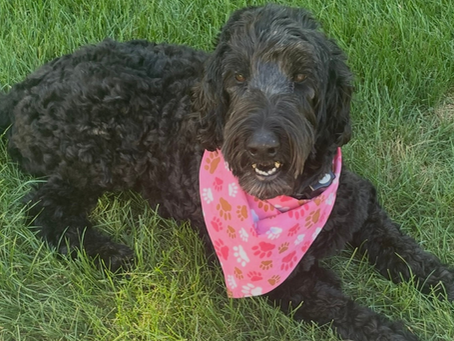 Why Specialized Dog Sitting Matters for Dogs with Special Needs