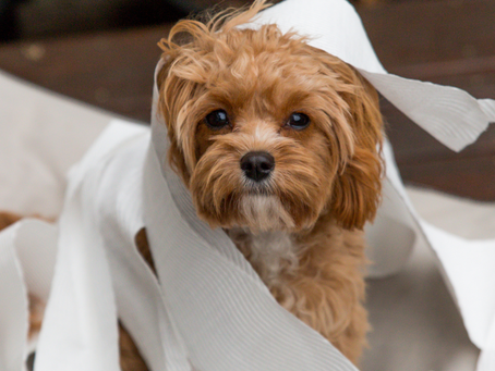 Why I’m Your Go-To Sitter for Reactive Dogs and Those with Separation Anxiety