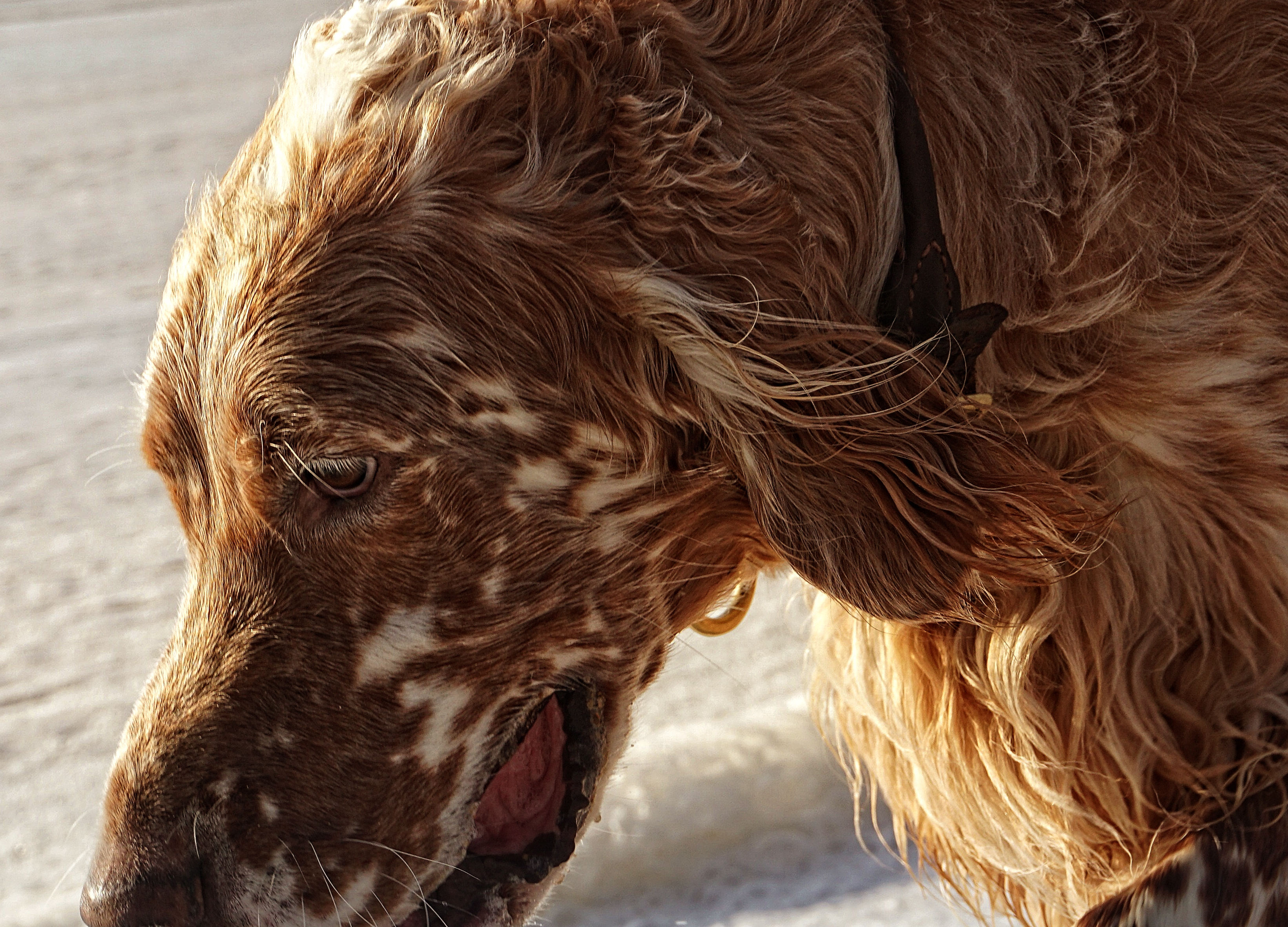 Ransom, head close-up