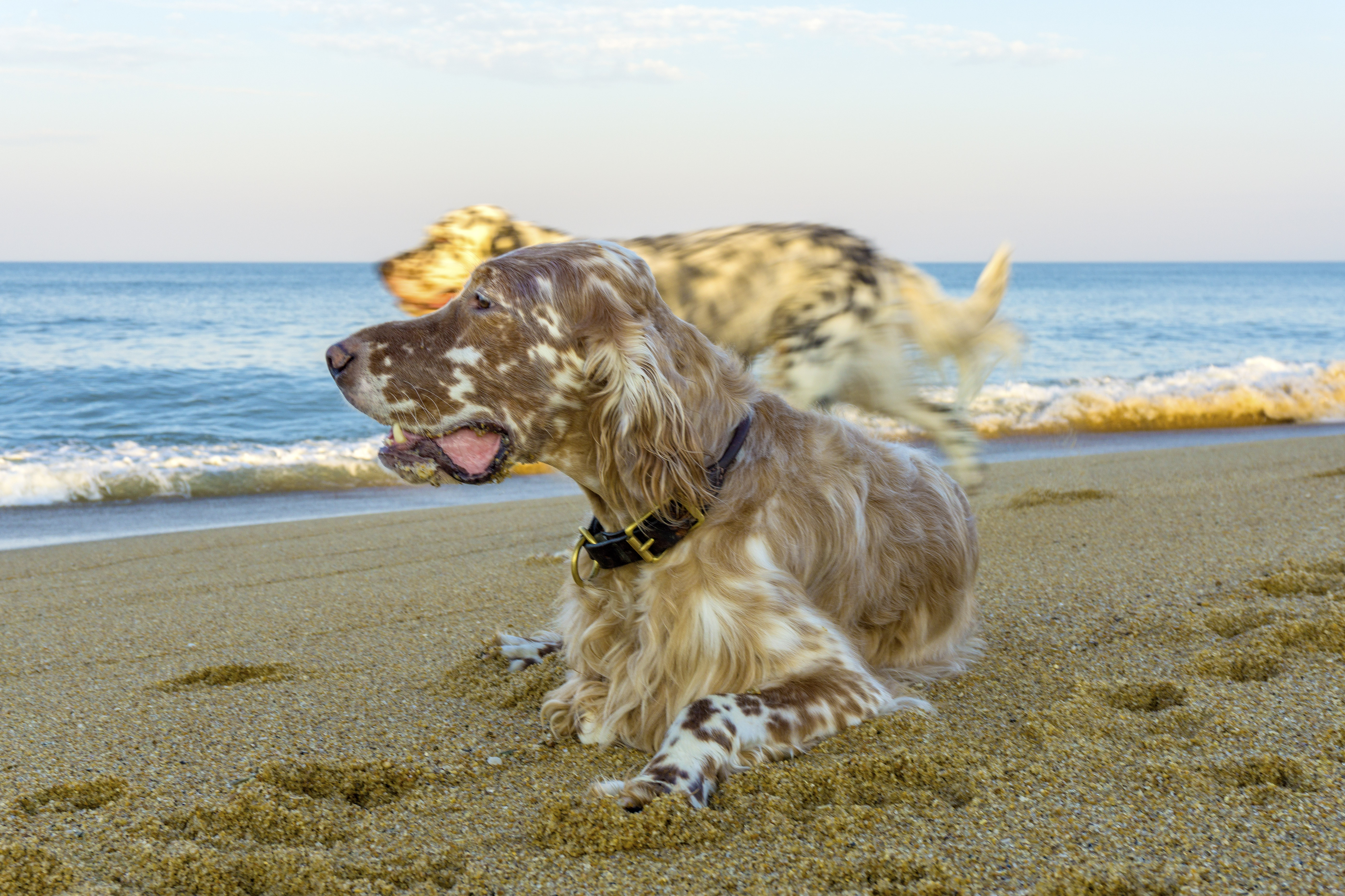 Ransom & Banks on beach 9 8 16