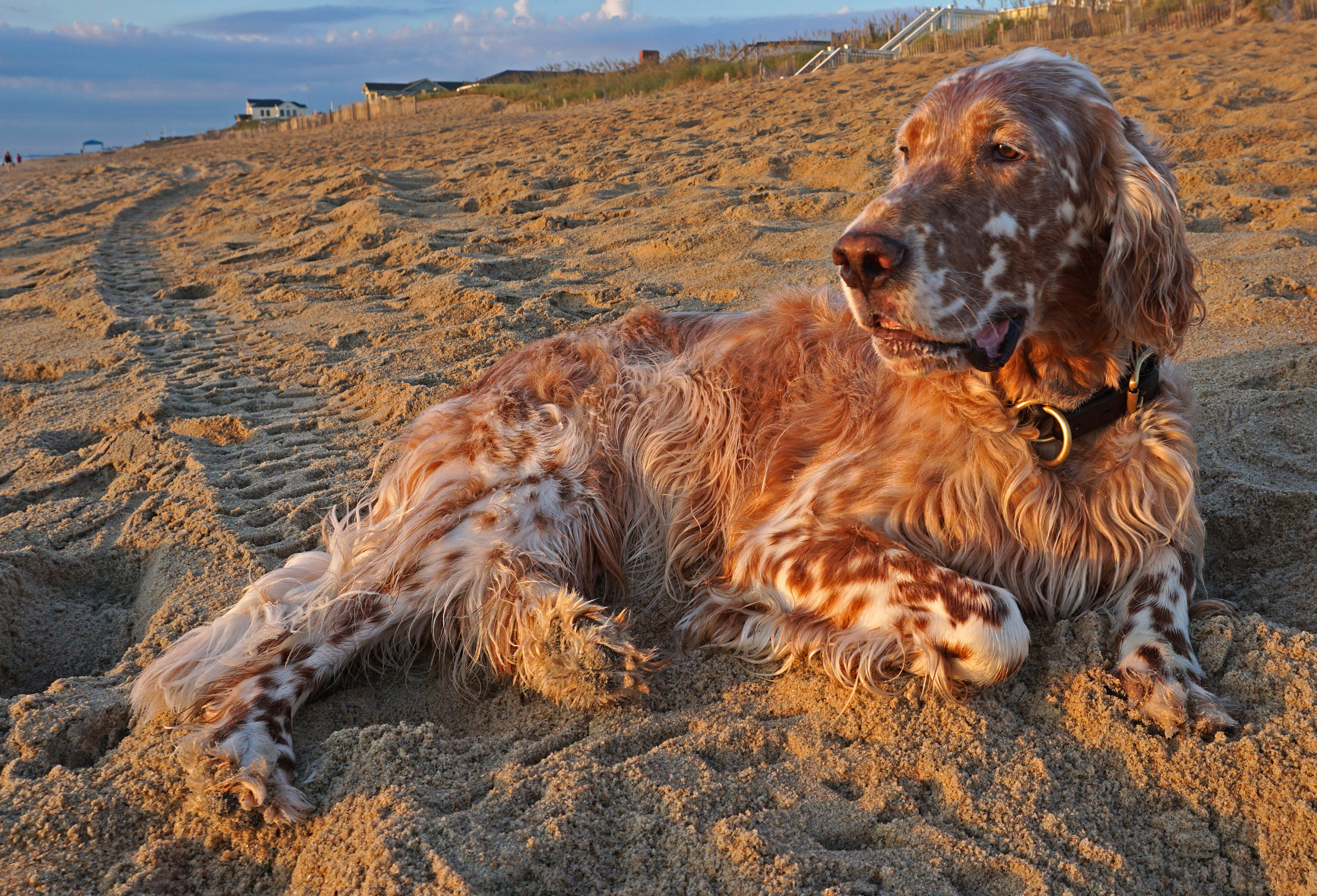 Born to be at the Beach