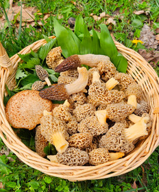 Morels Ramps Nettle Pheasant Back Mushrooms