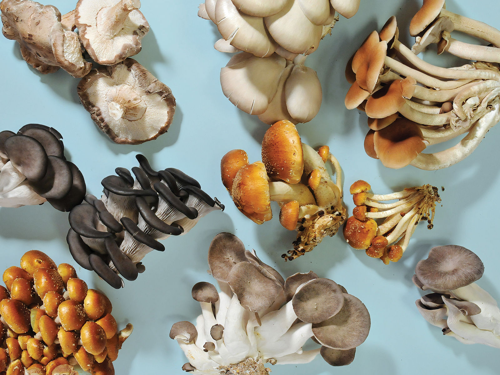 Fresh Gourmet Mushrooms