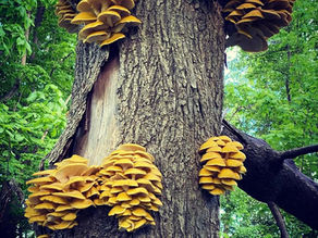 Golden Oysters: Why we don’t cultivate them