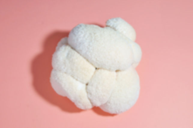 Fresh Lion’s Mane Mushrooms