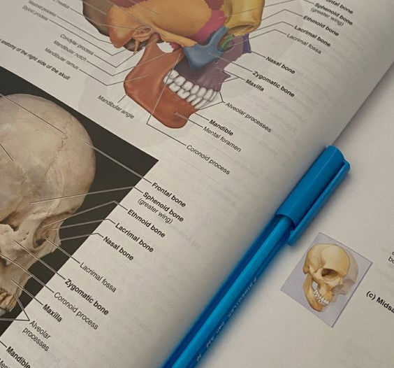 Cómo Estudiar Anatomía