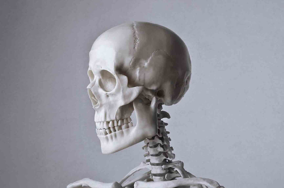 Anatomía de la Cabeza, Parte 1.