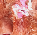 Jinja Loyal Children chickens