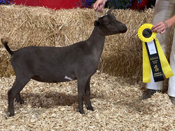 Dry Yearling