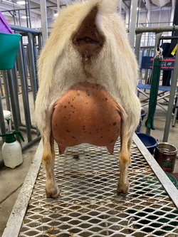 2yr old, 1st freshener