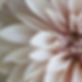 Social Media Dahlia - 072021_edited.jpg