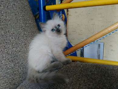 Невский маскарадный котёнок питомник Psholka