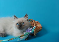 Котёнок невский питомник Psholka