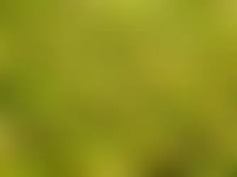 Baklava Fıstığı Seçiminin Püf Noktaları Nelerdir?
