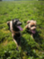 éducation canine sur Grenoble, Voiron et environs