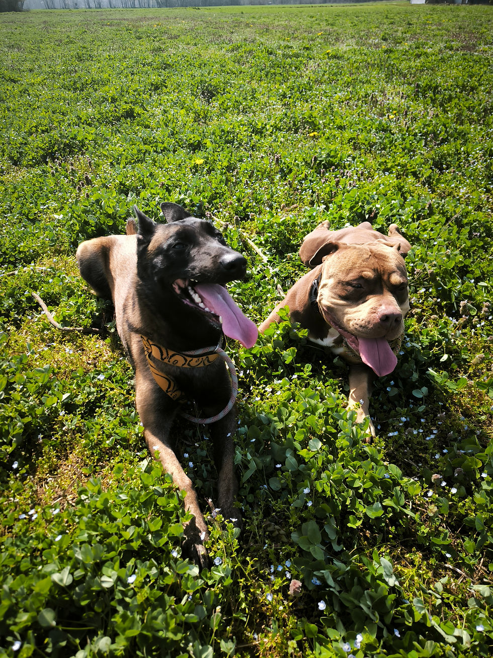 éducation canine sur Grenoble, Voiron et environs