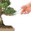 Thumbnail: Curso de Bonsai