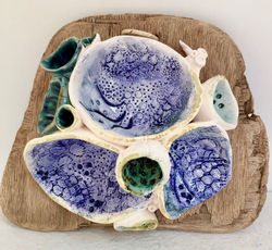 Coral on Driftwood