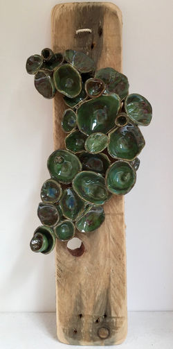 Coral on Driftwood