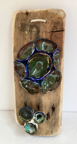 Coral on Driftwood