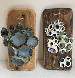 Corals on Driftwood