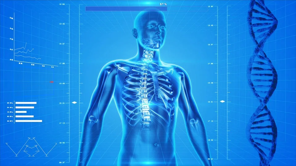 human-skeleton-163715_960_720.webp