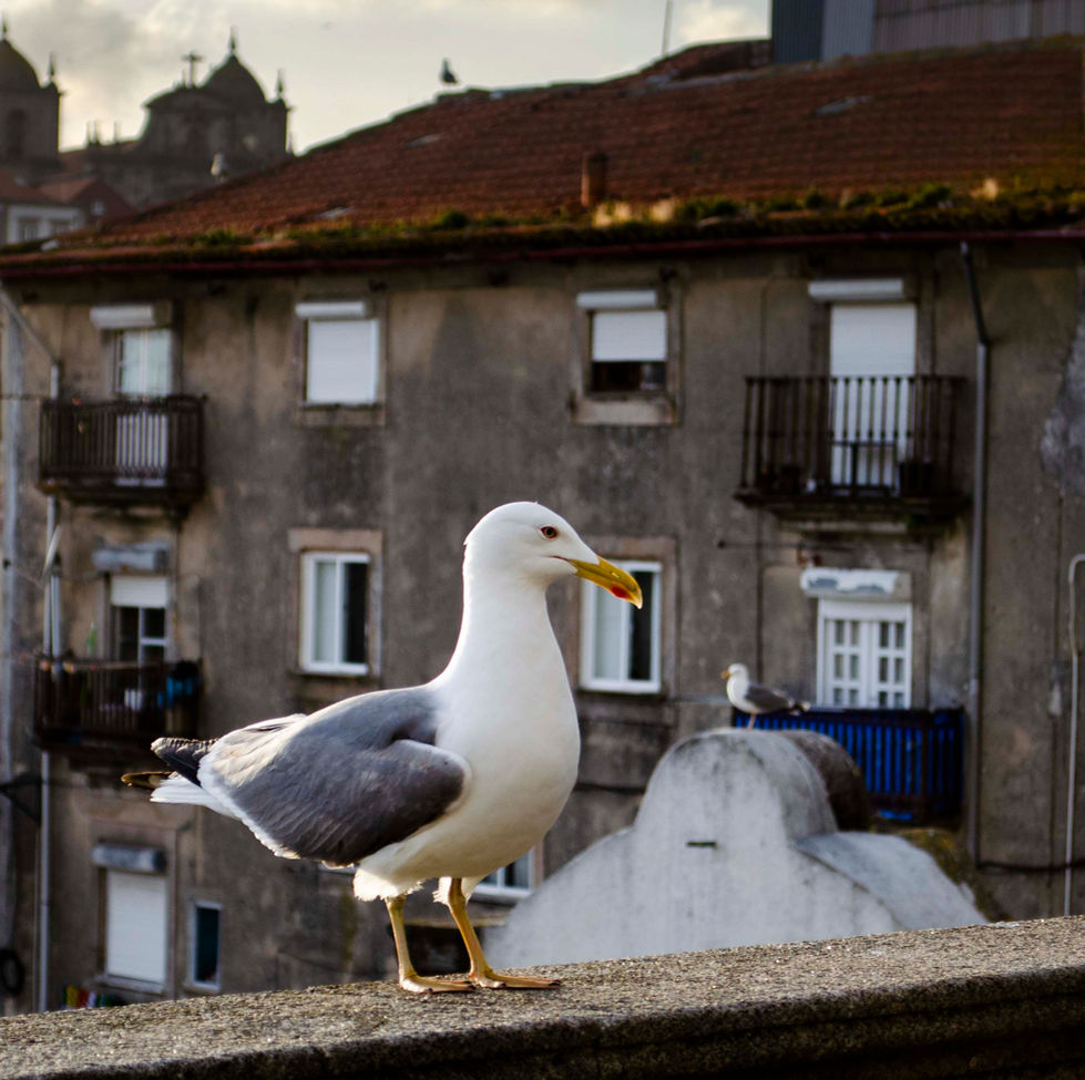 Paloma- Porto .jpg