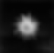 Mapplethorpe, Crisantemo, 1977