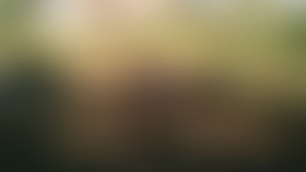 Animais são encontrados mortos e tutor vai parar na delegacia em MT