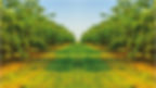 Orchard