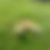 Thumbnail: Muscovy Ducklings