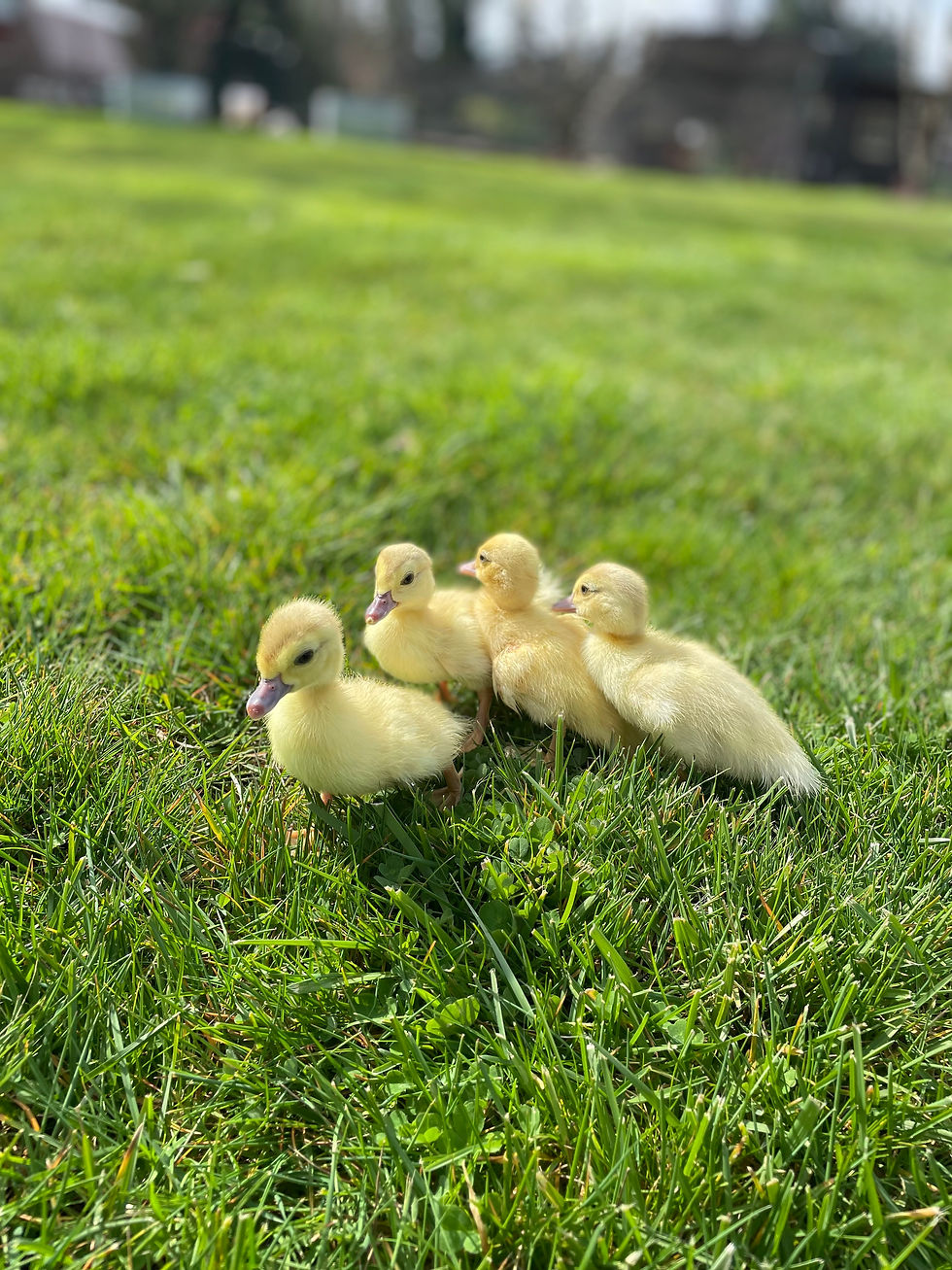Thumbnail: Muscovy Ducklings