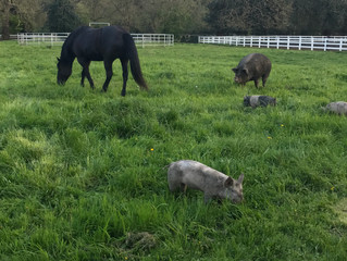 Spring at Redhaven Farms