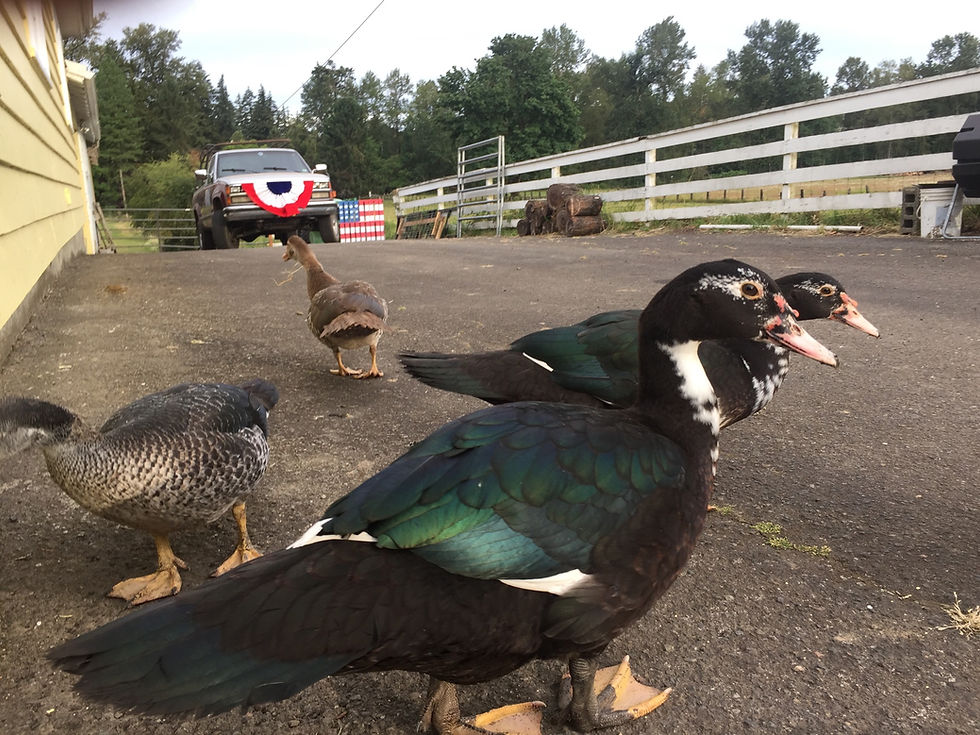 Thumbnail: Adult Muscovy Duck