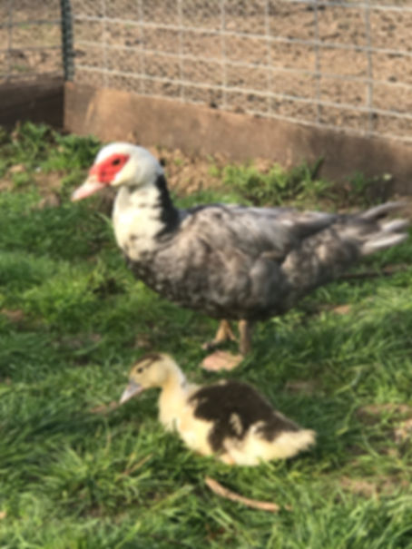 Muscovy Ducklings