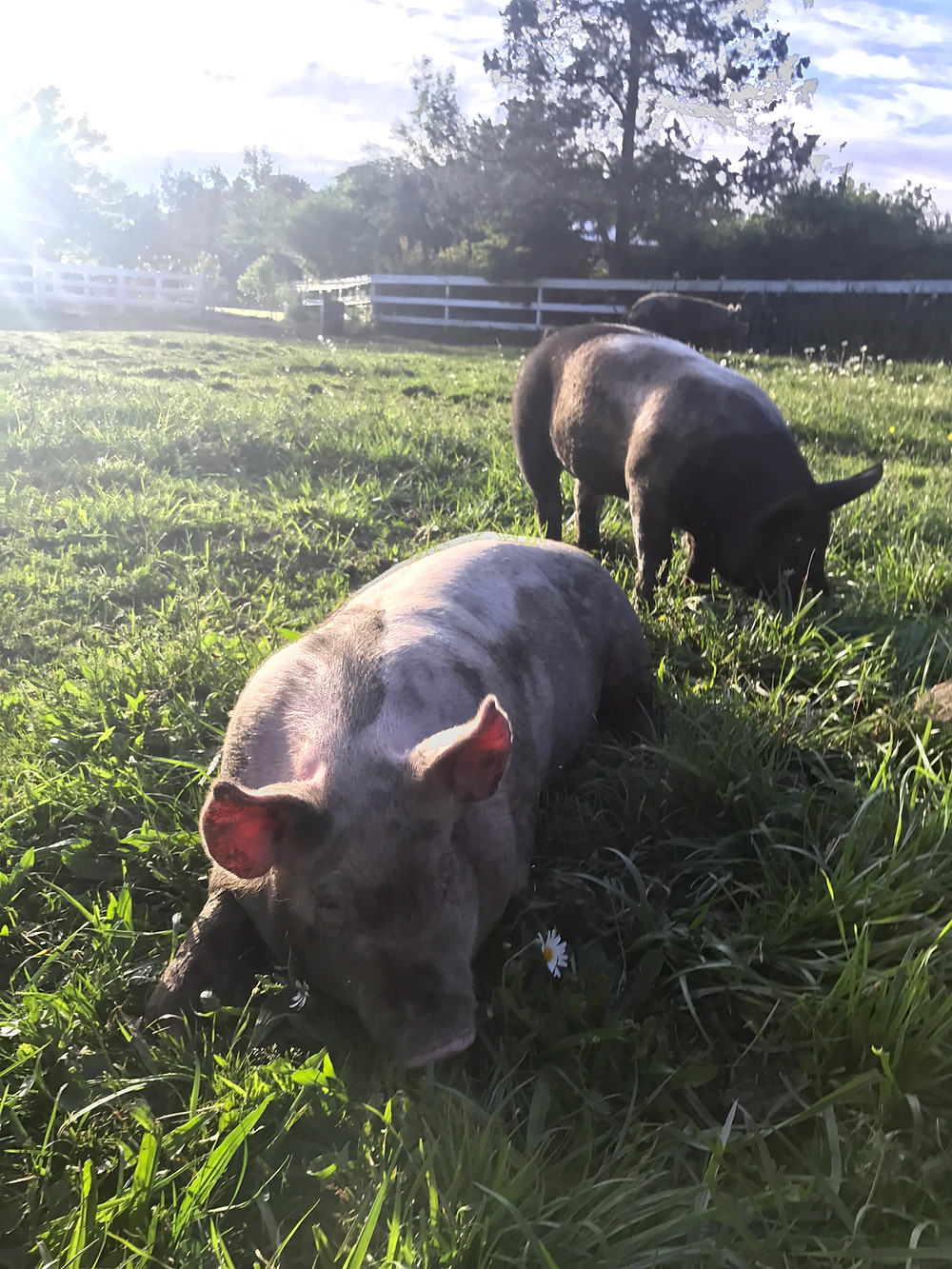 Piglets