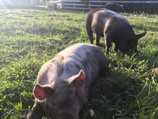 Berkshire Yorkshire Cross Piglets