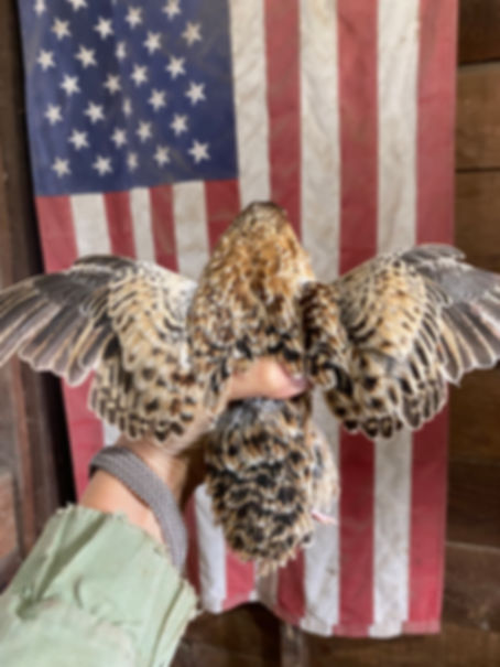 Celadon Quail Chicks