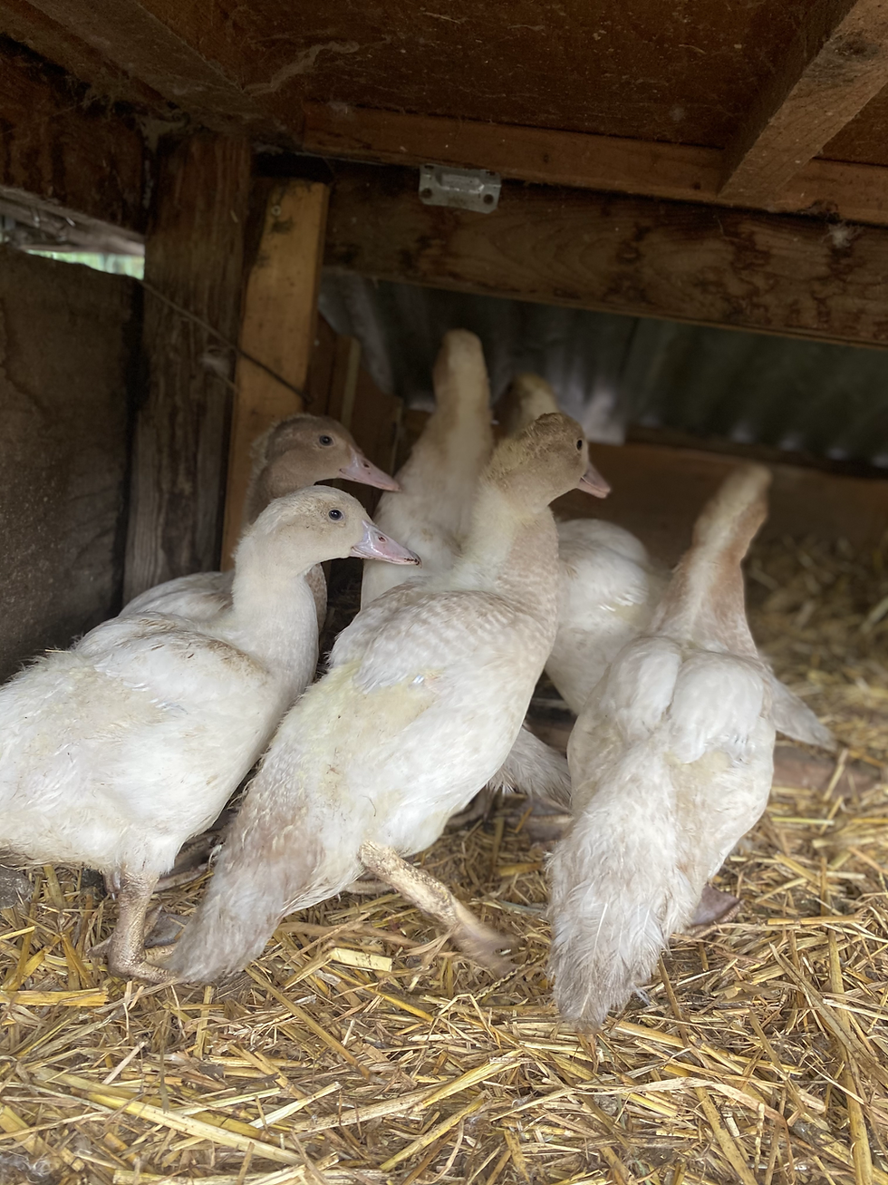 Thumbnail: Muscovy Ducklings