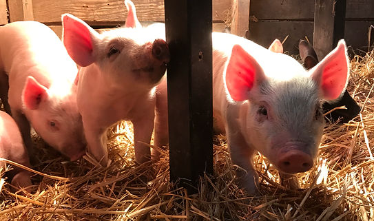Redhaven Farms heritage pork retirment livestock sponsorship