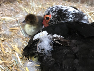 Muscovy Ducklings!!!