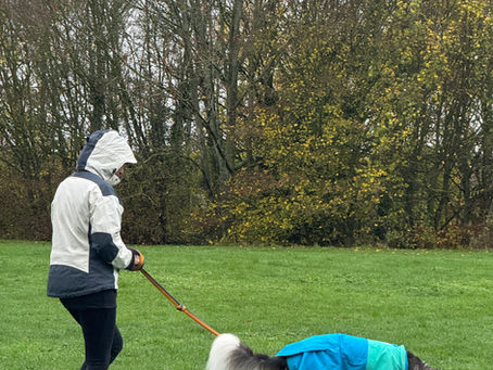 A reactive dog enjoying tracking in a field
